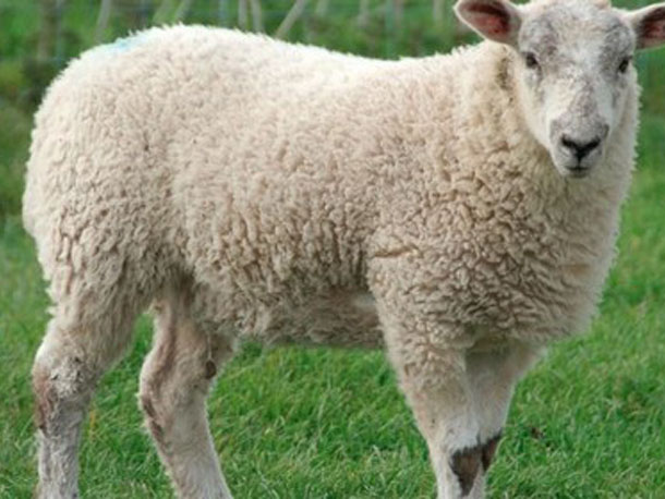 Gruyères Verchamps Haute-Saône Montbozon Produits fermiers lait de brebis bio